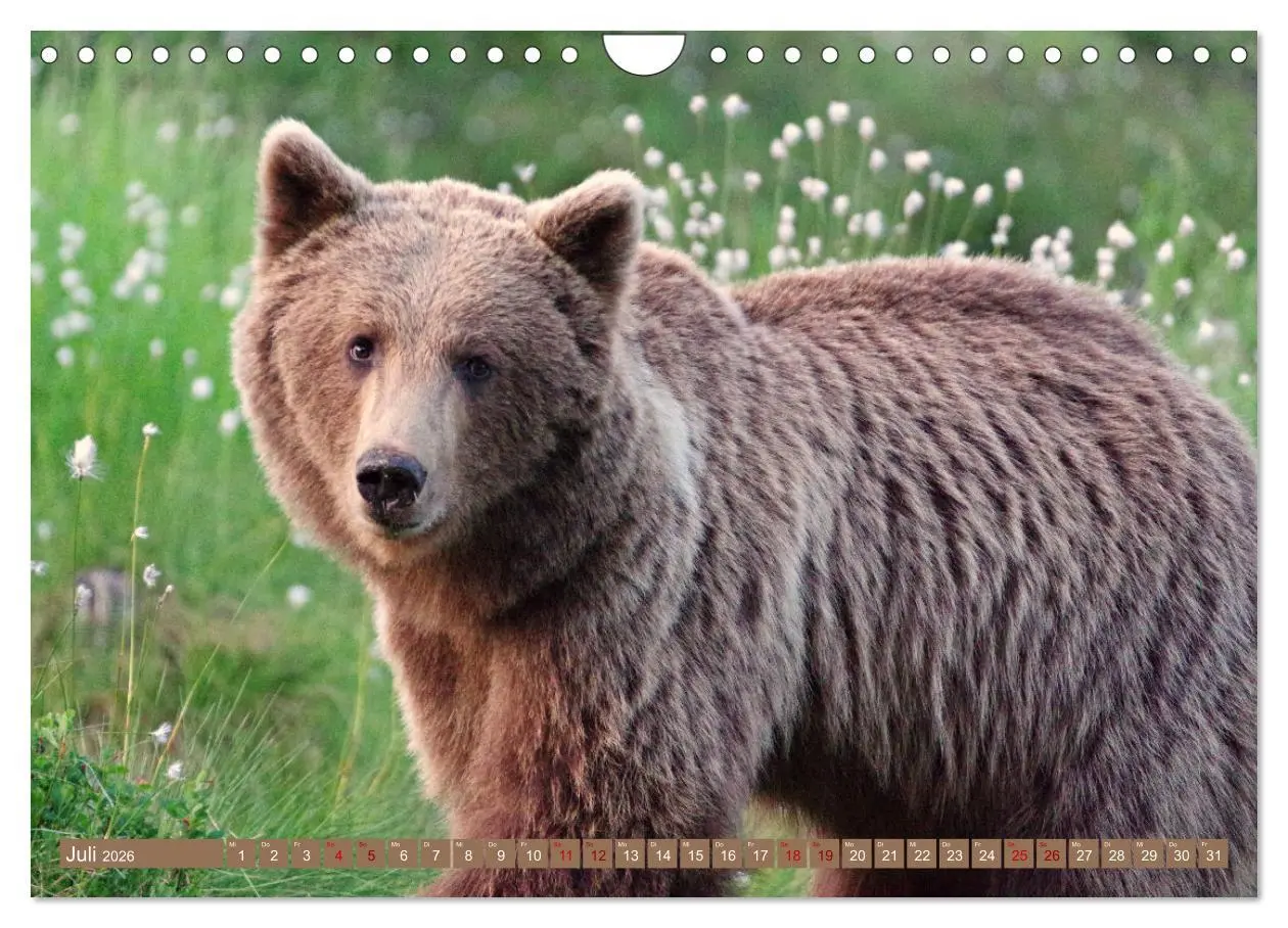Bild: 9783457603734 | Wilde Bärenwelt (Wandkalender 2026 DIN A4 quer), CALVENDO...