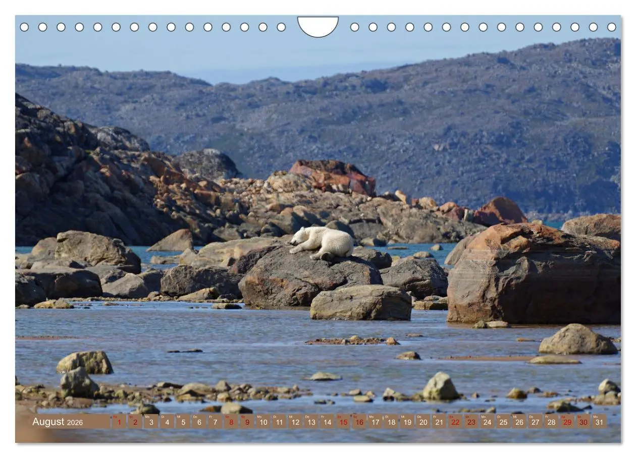 Bild: 9783457603734 | Wilde Bärenwelt (Wandkalender 2026 DIN A4 quer), CALVENDO...