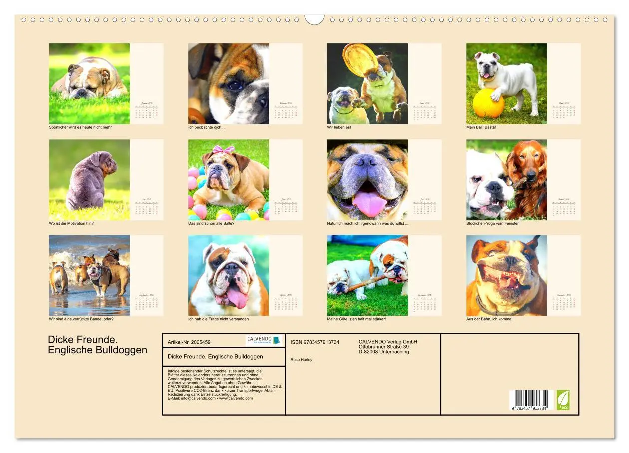 Bild: 9783457913734 | Dicke Freunde. Englische Bulldoggen (Wandkalender 2026 DIN A2...