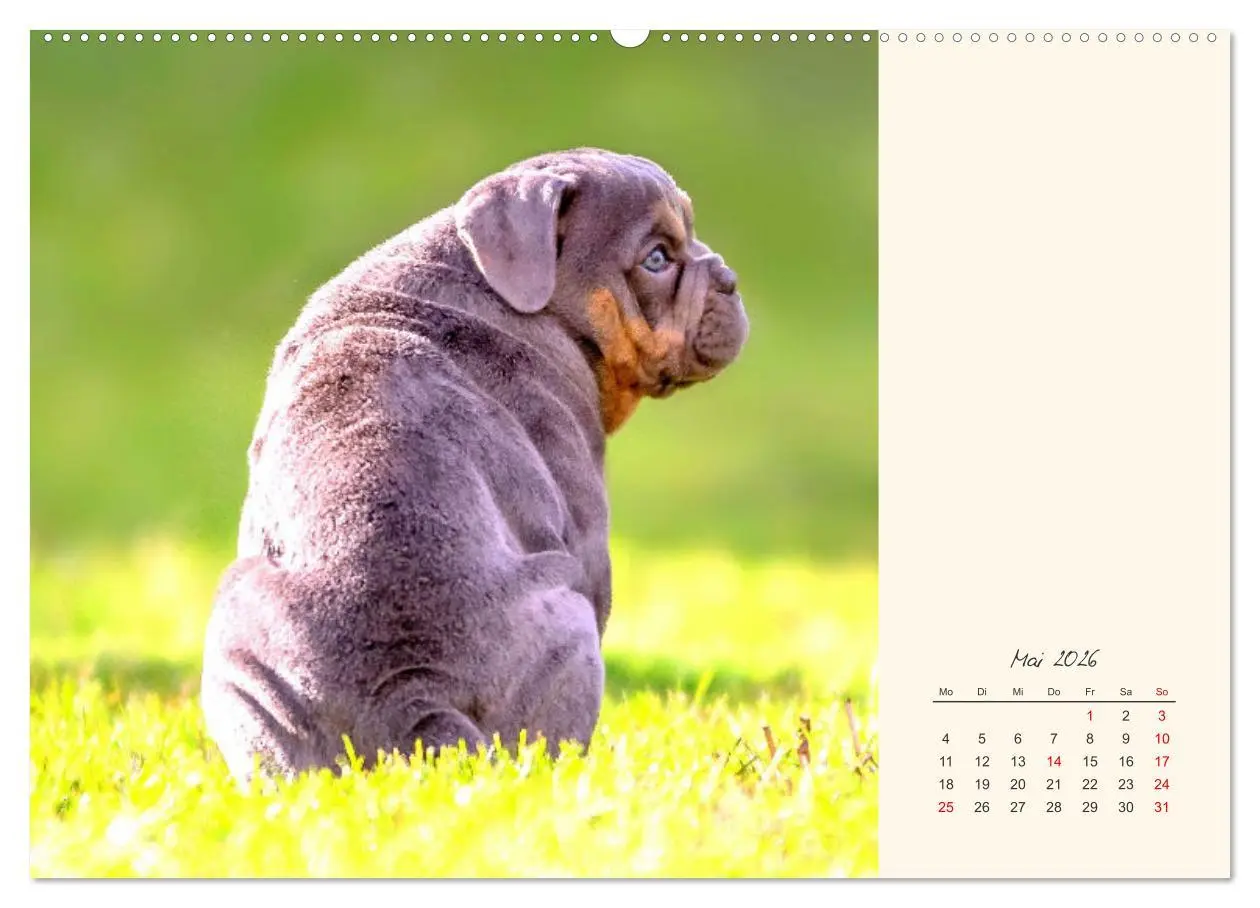 Bild: 9783457913734 | Dicke Freunde. Englische Bulldoggen (Wandkalender 2026 DIN A2...
