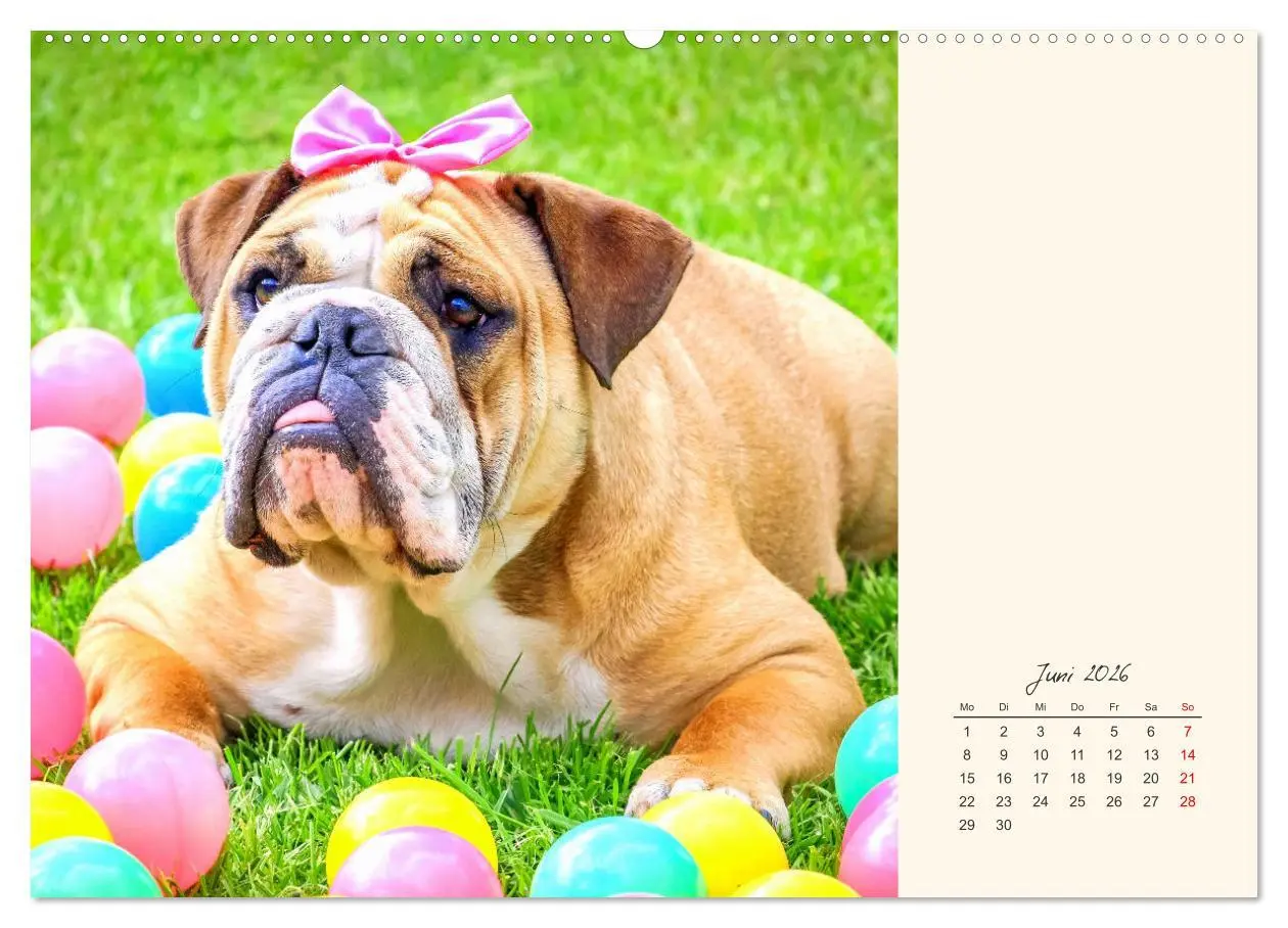 Bild: 9783457913734 | Dicke Freunde. Englische Bulldoggen (Wandkalender 2026 DIN A2...