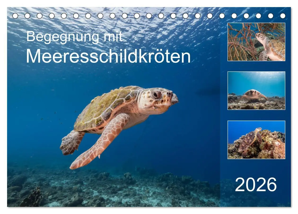 Cover: 9783457683934 | Begegnung mit Meeresschildkröten (Tischkalender 2026 DIN A5 quer),...