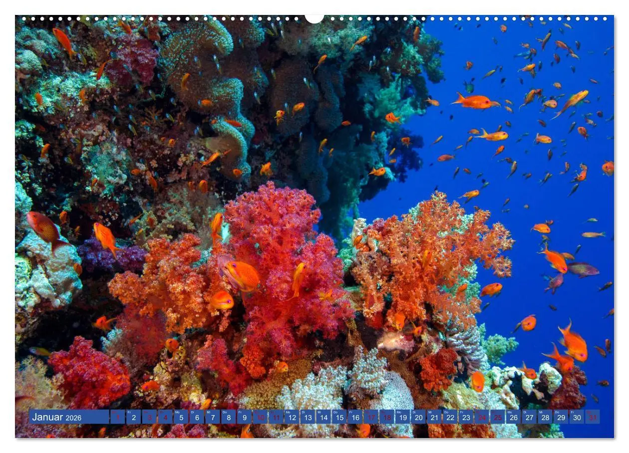 Bild: 9783457753934 | Farbenfrohes Meer (hochwertiger Premium Wandkalender 2026 DIN A2...