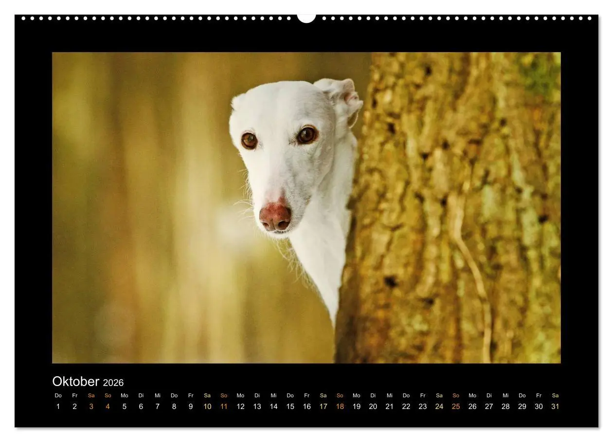 Bild: 9783516083934 | Windhund bunt (Wandkalender 2026 DIN A2 quer), CALVENDO Monatskalender