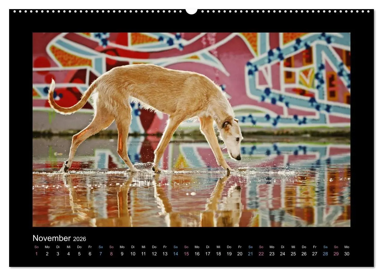 Bild: 9783516083934 | Windhund bunt (Wandkalender 2026 DIN A2 quer), CALVENDO Monatskalender