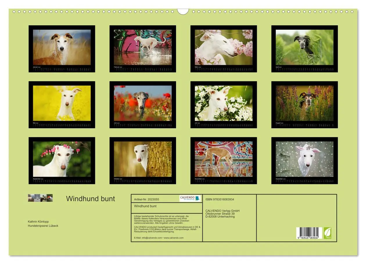 Bild: 9783516083934 | Windhund bunt (Wandkalender 2026 DIN A2 quer), CALVENDO Monatskalender