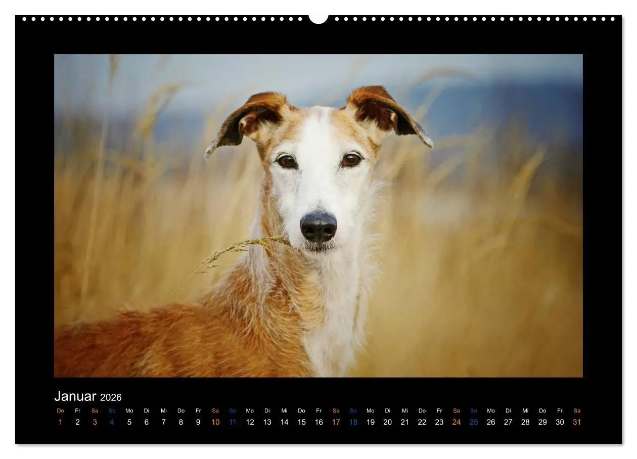 Bild: 9783516083934 | Windhund bunt (Wandkalender 2026 DIN A2 quer), CALVENDO Monatskalender
