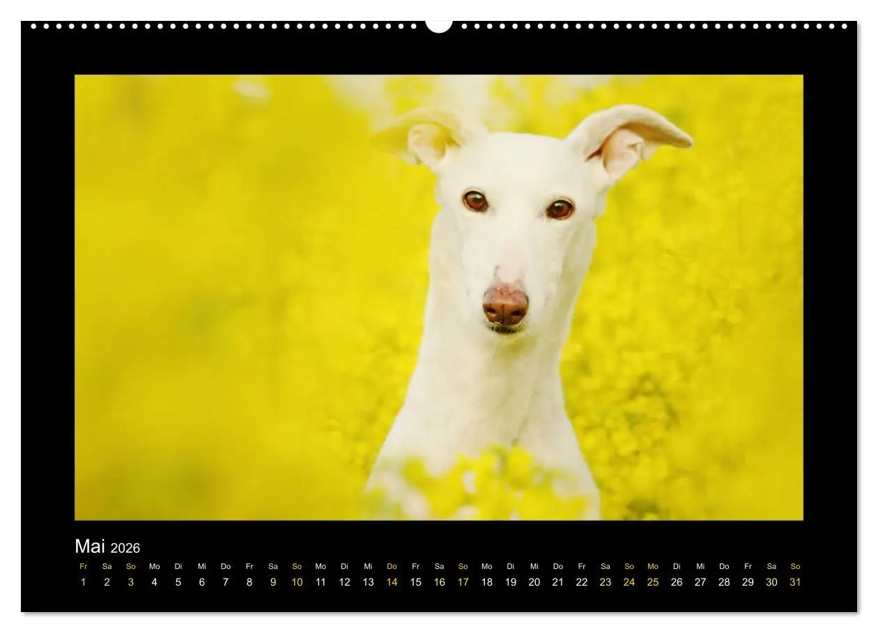 Bild: 9783516083934 | Windhund bunt (Wandkalender 2026 DIN A2 quer), CALVENDO Monatskalender