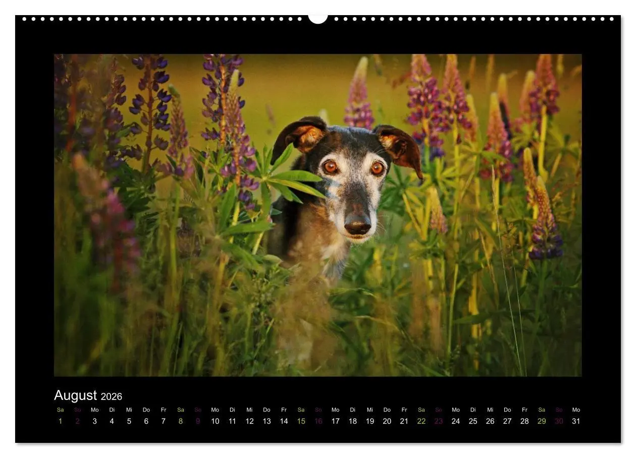 Bild: 9783516083934 | Windhund bunt (Wandkalender 2026 DIN A2 quer), CALVENDO Monatskalender