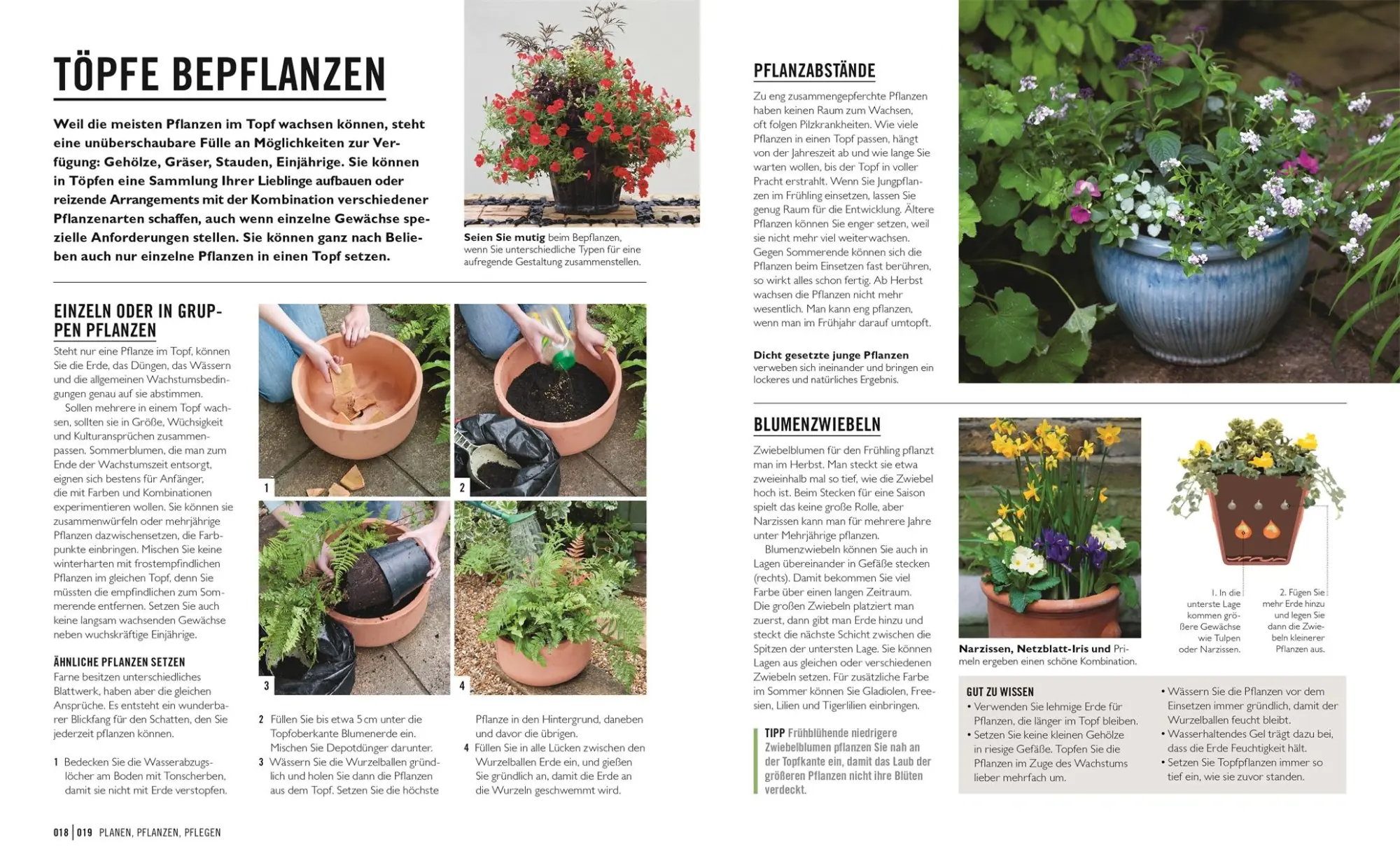 Bild: 9783831043934 | Grünes Gartenwissen. Pflanzen im Topf | Geoff Stebbings | Taschenbuch