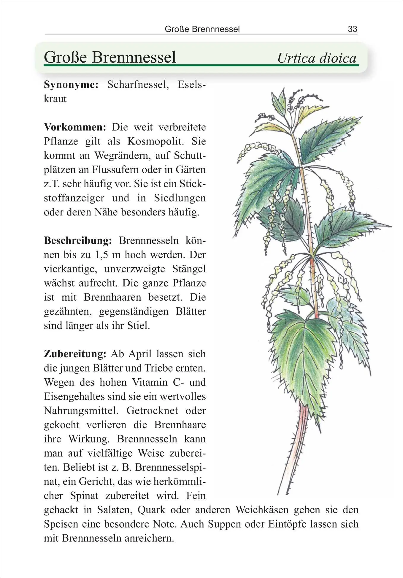 Bild: 9783866863934 | Essbare Wildpflanzen | Hartmut Engel (u. a.) | Taschenbuch | 160 S.