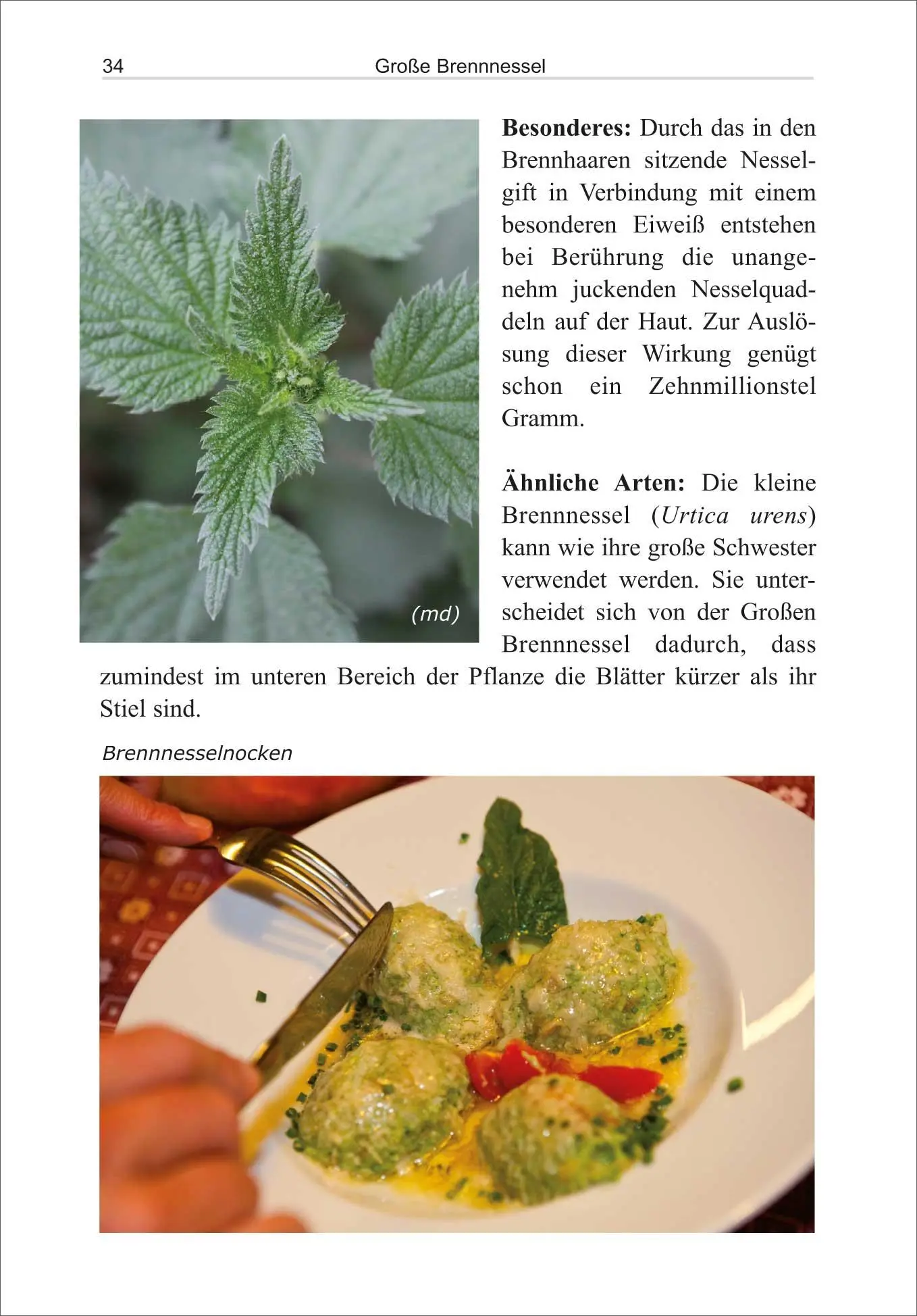 Bild: 9783866863934 | Essbare Wildpflanzen | Hartmut Engel (u. a.) | Taschenbuch | 160 S.