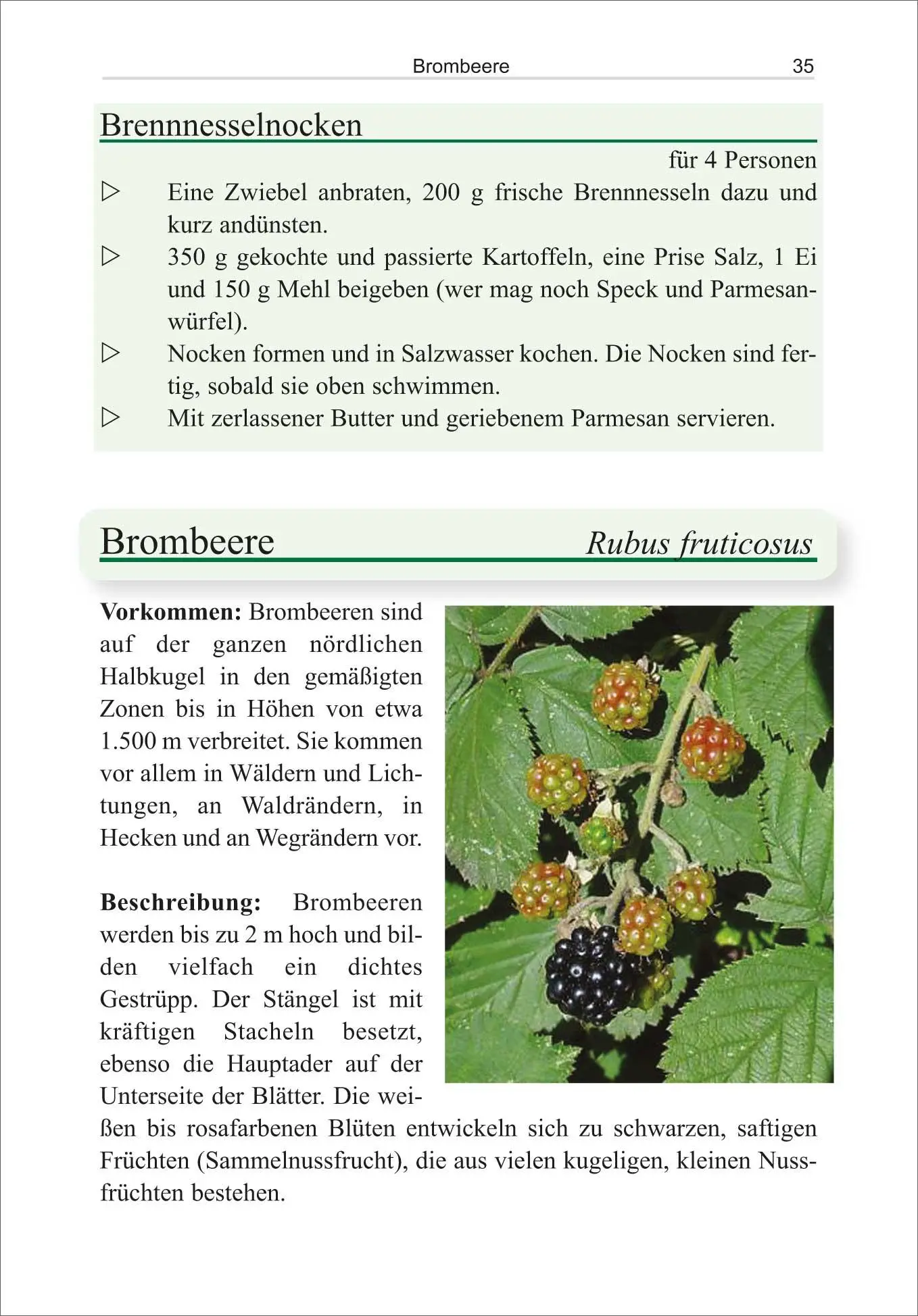 Bild: 9783866863934 | Essbare Wildpflanzen | Hartmut Engel (u. a.) | Taschenbuch | 160 S.