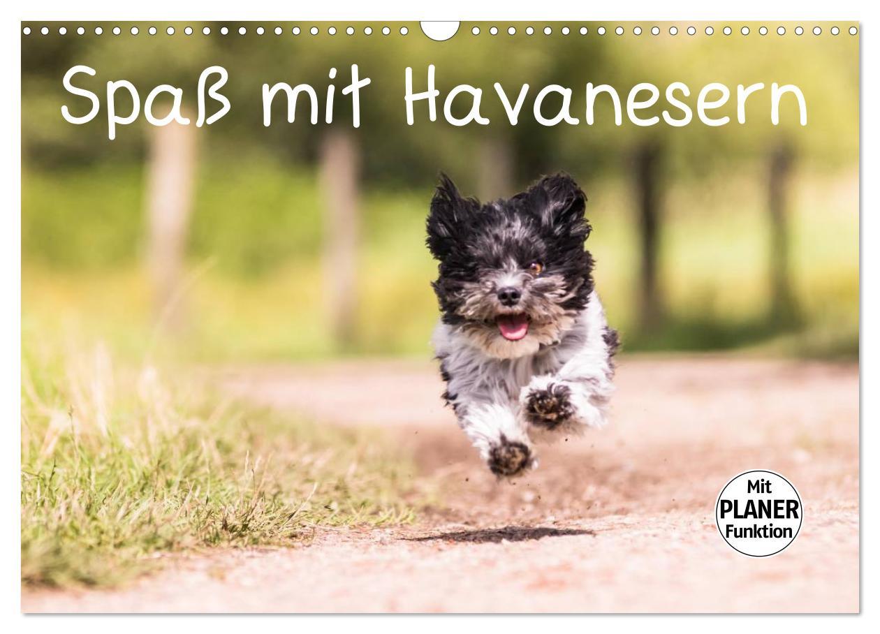 Cover: 9783435554034 | Spaß mit Havanesern (Wandkalender 2025 DIN A3 quer), CALVENDO...