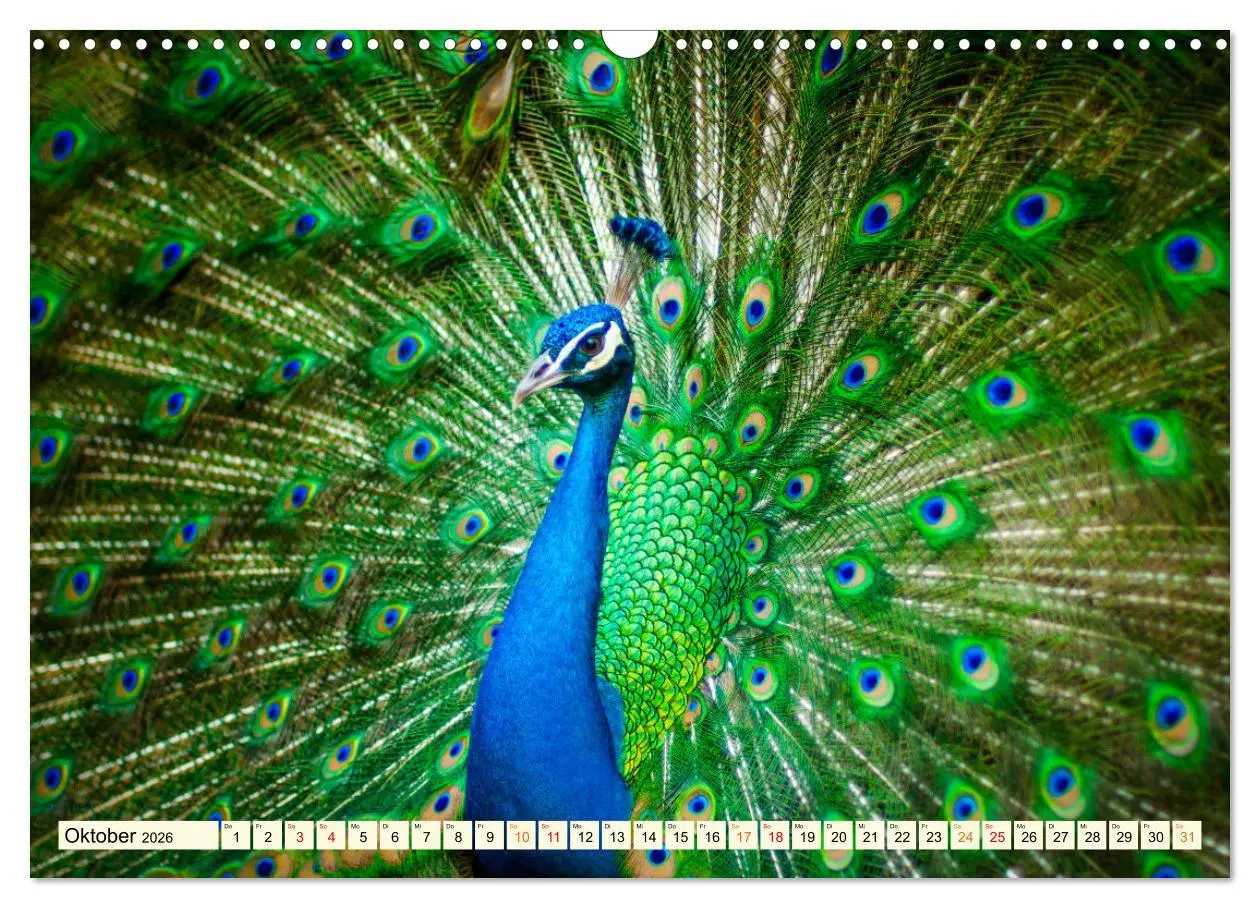 Bild: 9783457574034 | Schöner Pfau (Wandkalender 2026 DIN A3 quer), CALVENDO Monatskalender