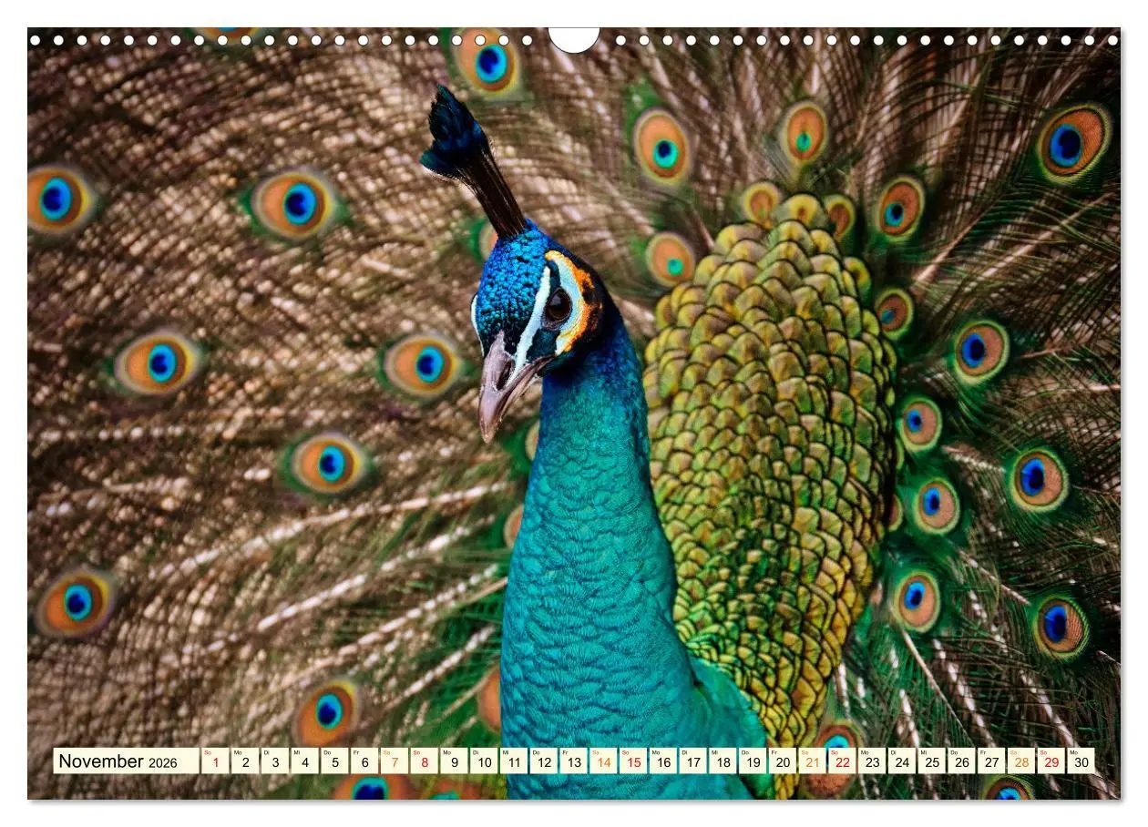 Bild: 9783457574034 | Schöner Pfau (Wandkalender 2026 DIN A3 quer), CALVENDO Monatskalender