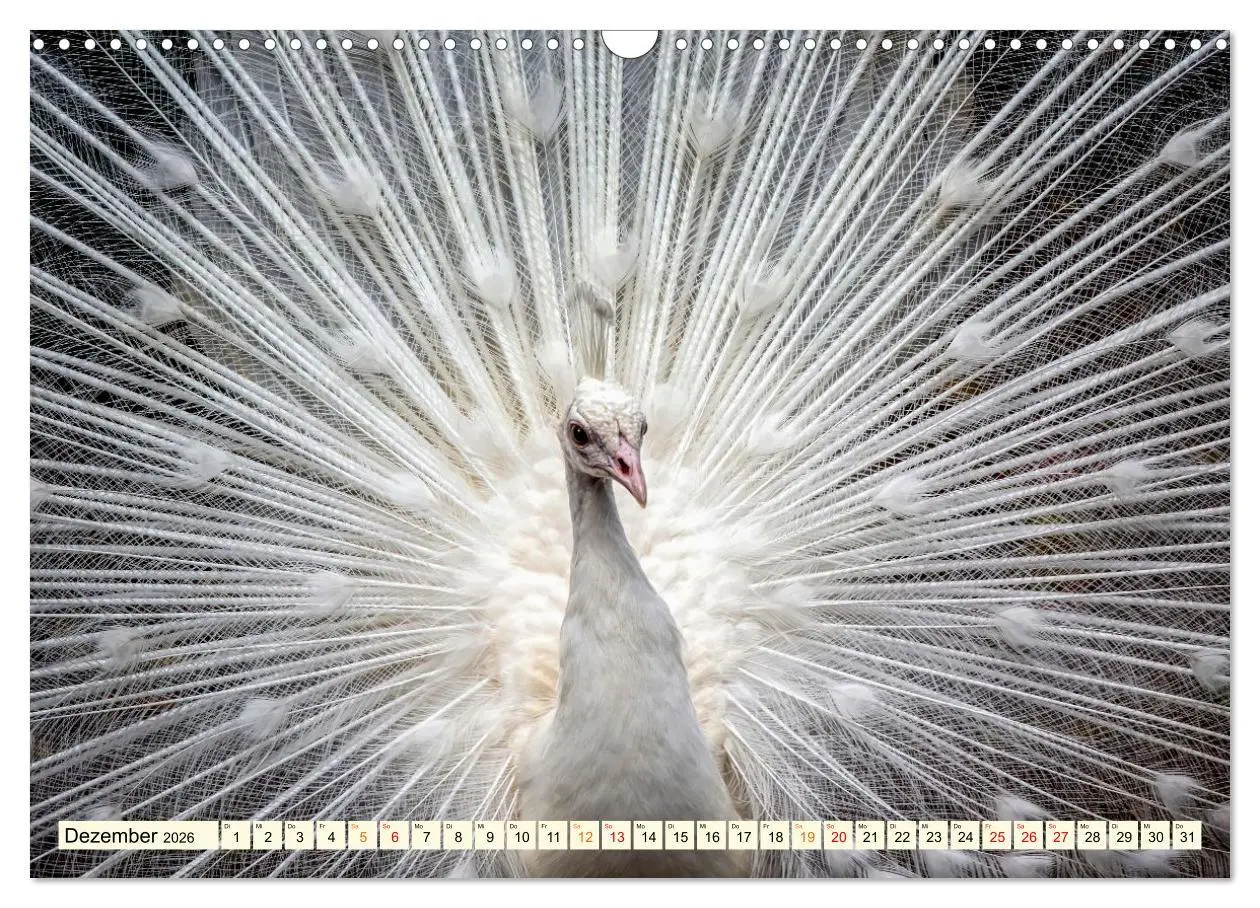 Bild: 9783457574034 | Schöner Pfau (Wandkalender 2026 DIN A3 quer), CALVENDO Monatskalender