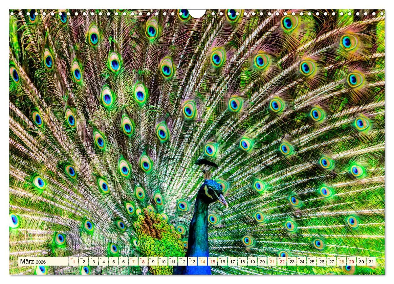 Bild: 9783457574034 | Schöner Pfau (Wandkalender 2026 DIN A3 quer), CALVENDO Monatskalender