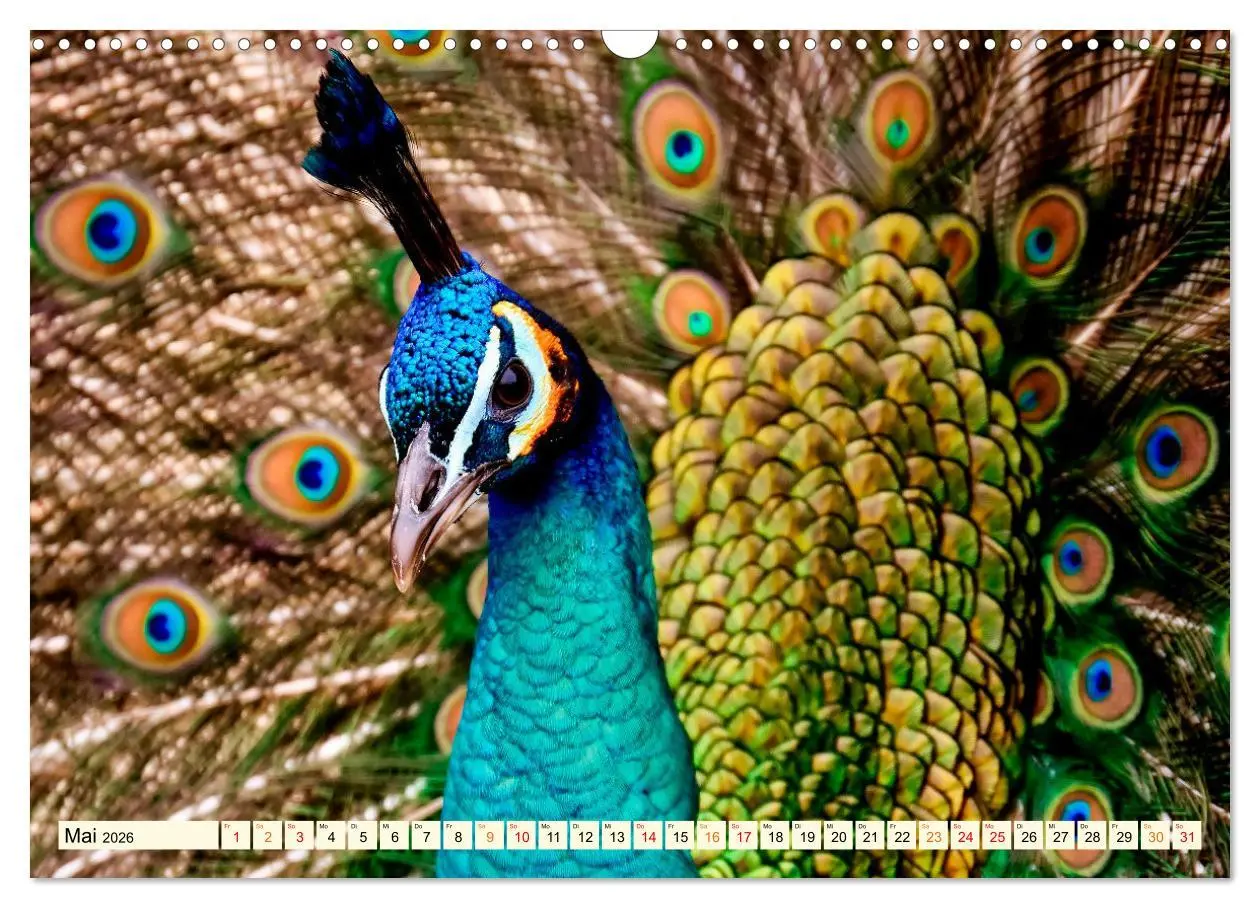 Bild: 9783457574034 | Schöner Pfau (Wandkalender 2026 DIN A3 quer), CALVENDO Monatskalender