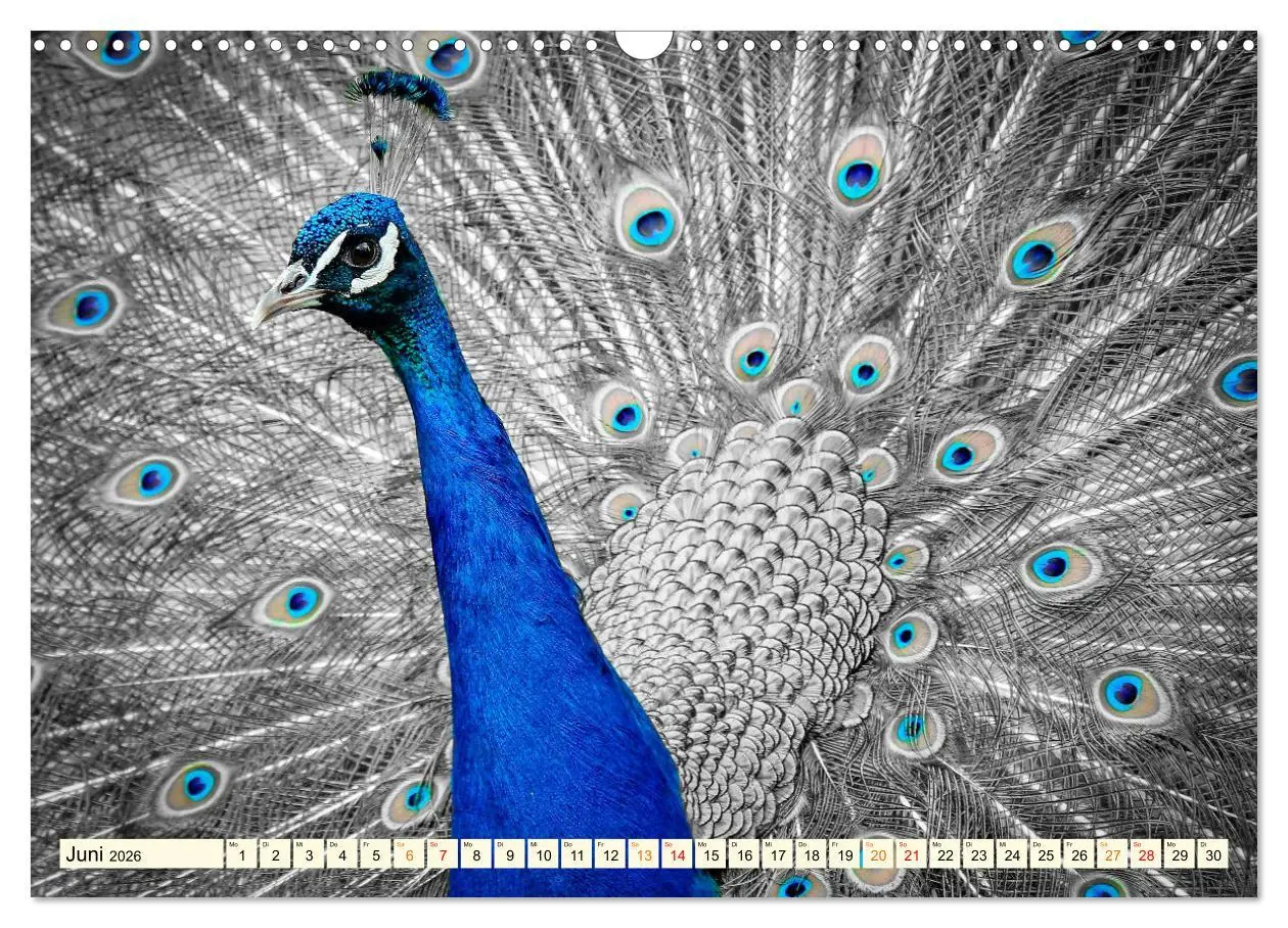 Bild: 9783457574034 | Schöner Pfau (Wandkalender 2026 DIN A3 quer), CALVENDO Monatskalender