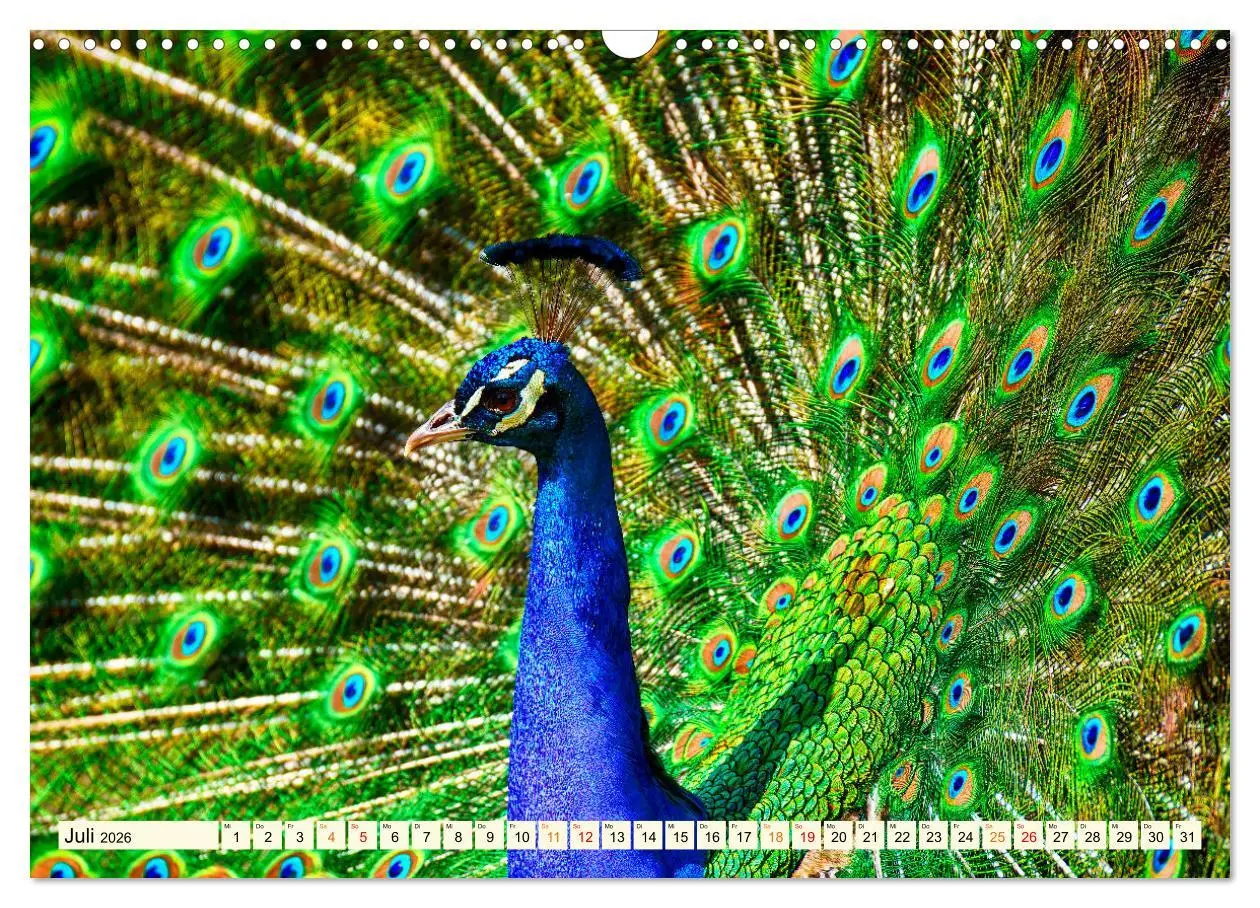 Bild: 9783457574034 | Schöner Pfau (Wandkalender 2026 DIN A3 quer), CALVENDO Monatskalender