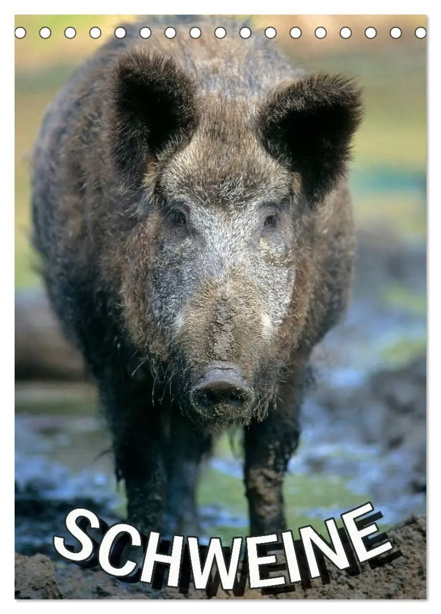 Cover: 9783594194034 | Schweine 2027 (Tischkalender 2027 DIN A5 hoch), CALVENDO...
