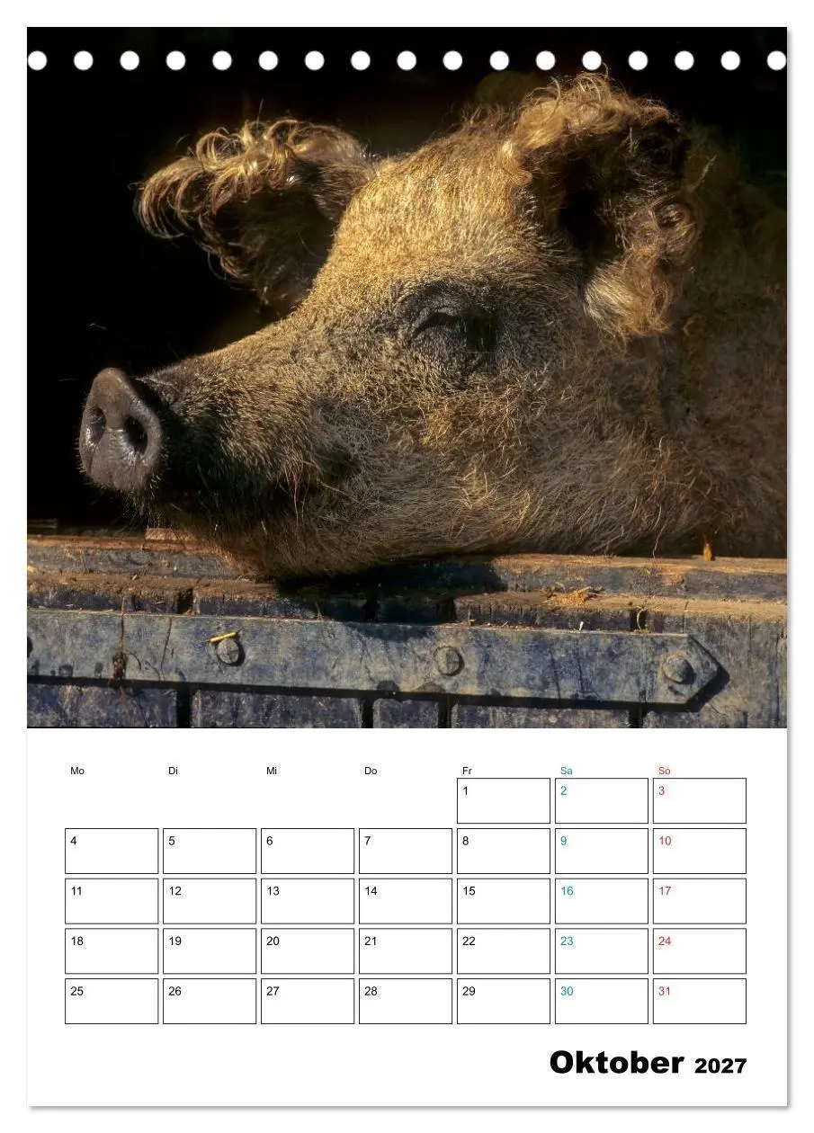 Bild: 9783594194034 | Schweine 2027 (Tischkalender 2027 DIN A5 hoch), CALVENDO...