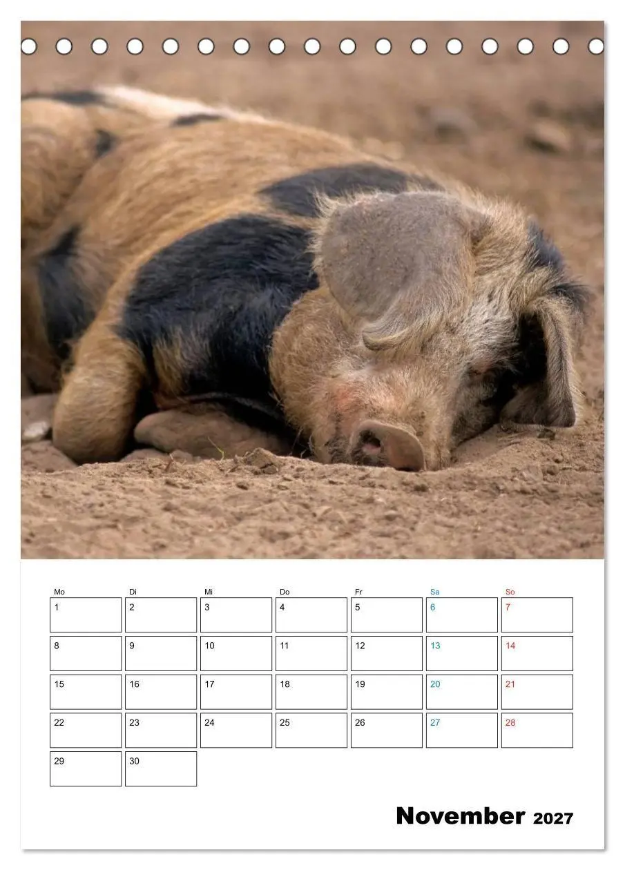 Bild: 9783594194034 | Schweine 2027 (Tischkalender 2027 DIN A5 hoch), CALVENDO...