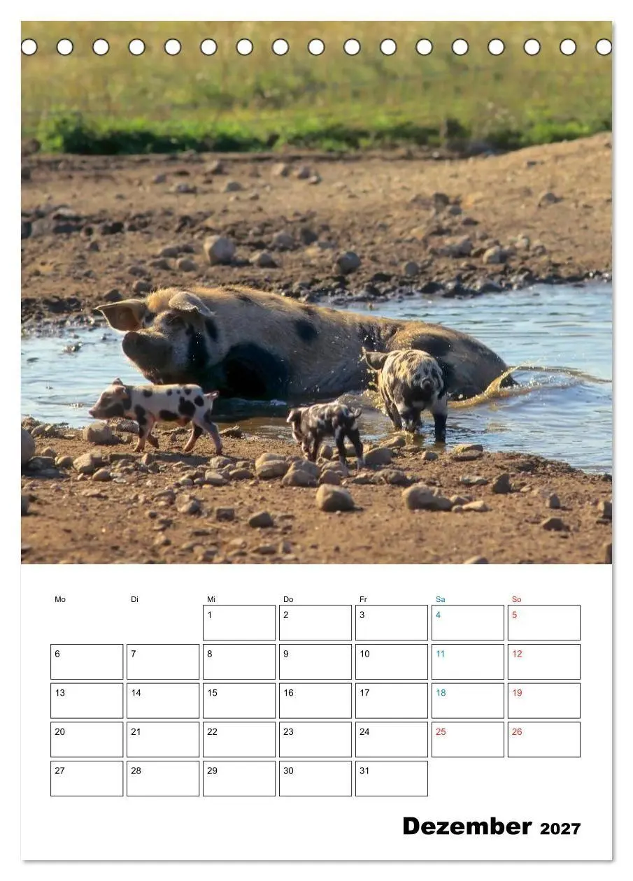 Bild: 9783594194034 | Schweine 2027 (Tischkalender 2027 DIN A5 hoch), CALVENDO...