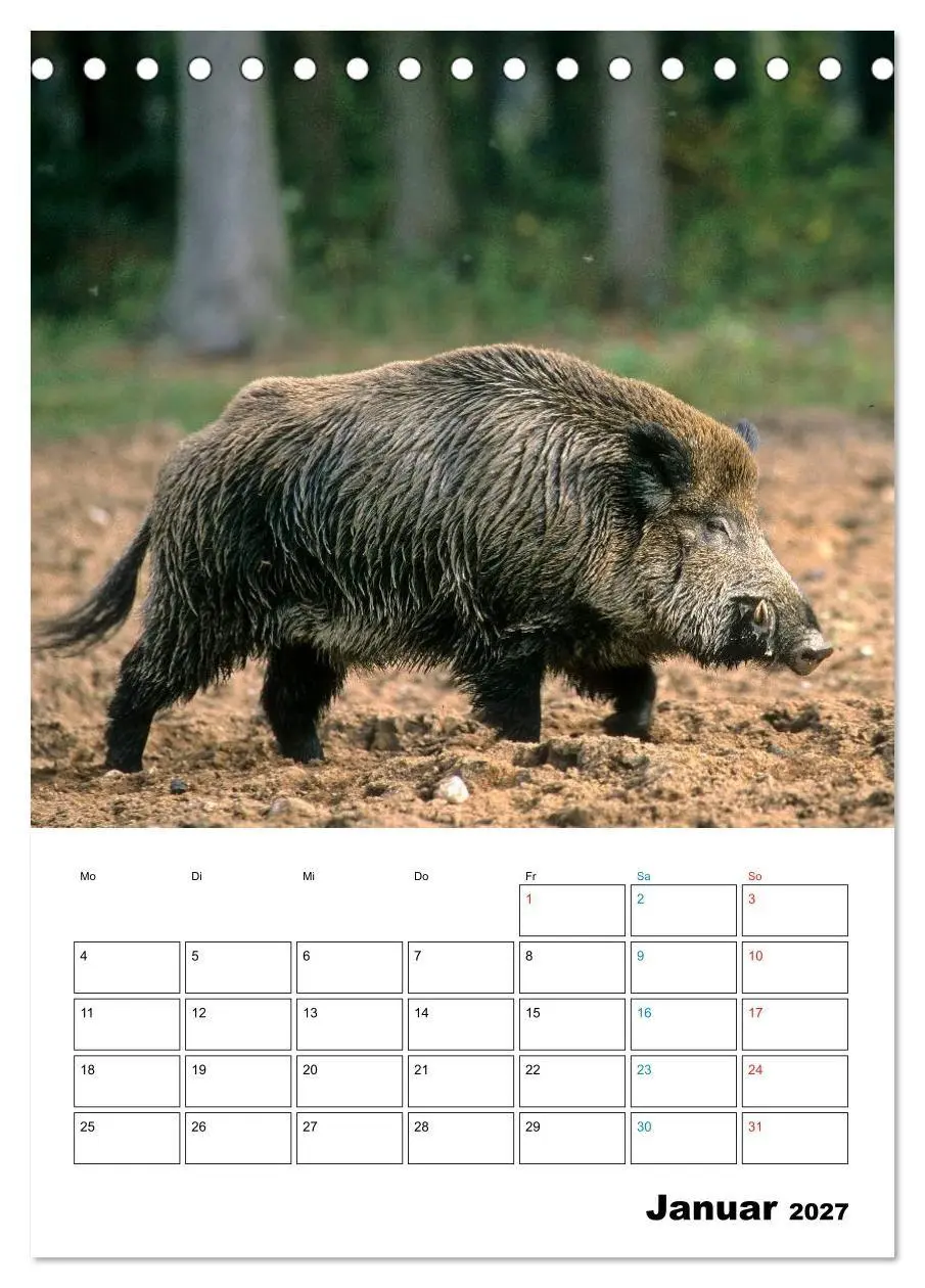 Bild: 9783594194034 | Schweine 2027 (Tischkalender 2027 DIN A5 hoch), CALVENDO...