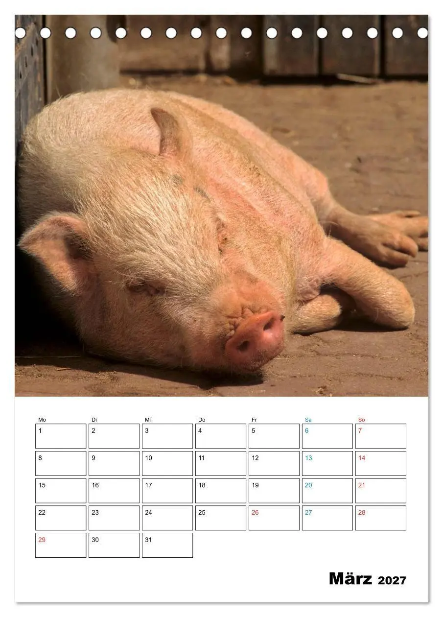 Bild: 9783594194034 | Schweine 2027 (Tischkalender 2027 DIN A5 hoch), CALVENDO...