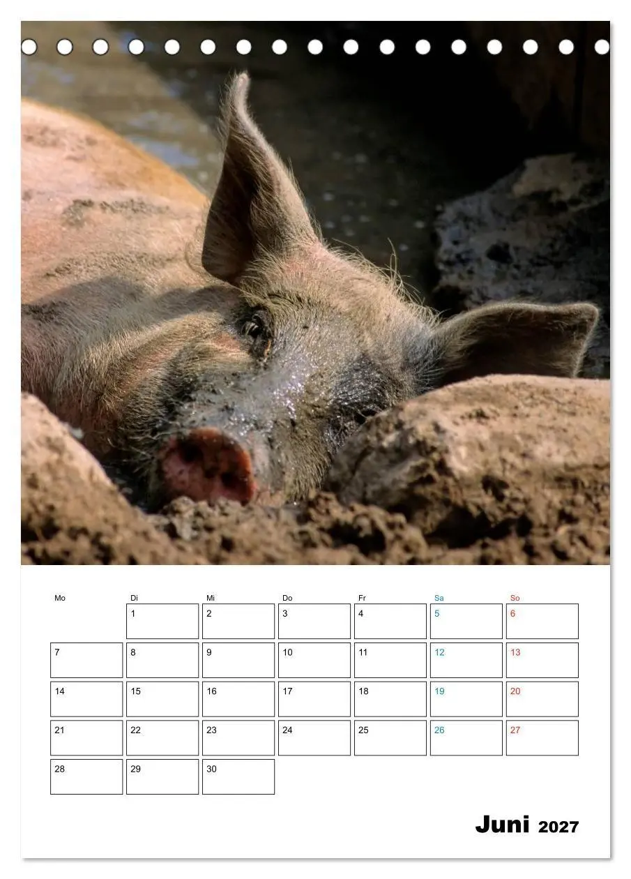 Bild: 9783594194034 | Schweine 2027 (Tischkalender 2027 DIN A5 hoch), CALVENDO...
