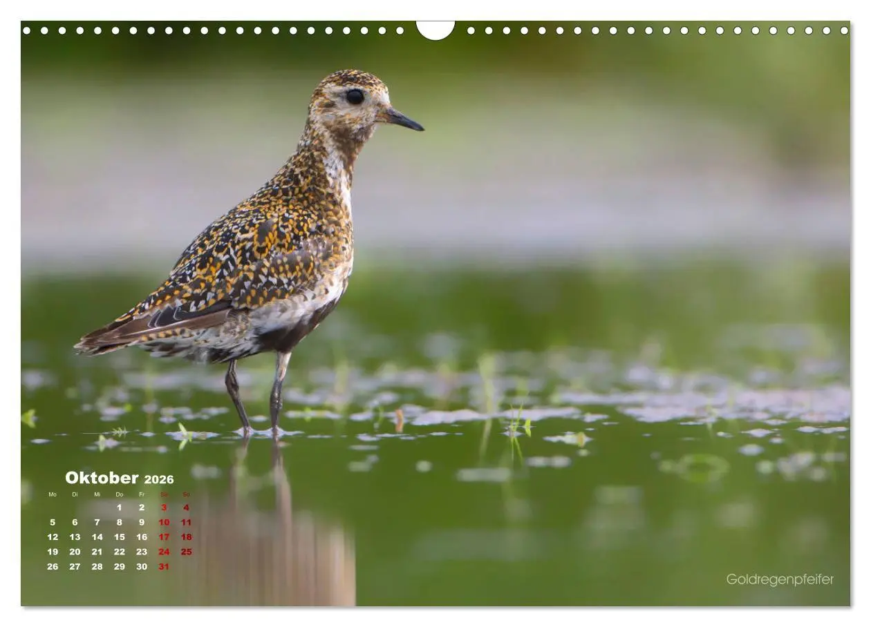 Bild: 9783457864234 | Wattvögel an der Friesischen IJsselmeerküste (Wandkalender 2026 DIN...