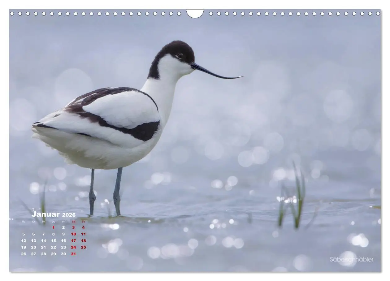 Bild: 9783457864234 | Wattvögel an der Friesischen IJsselmeerküste (Wandkalender 2026 DIN...