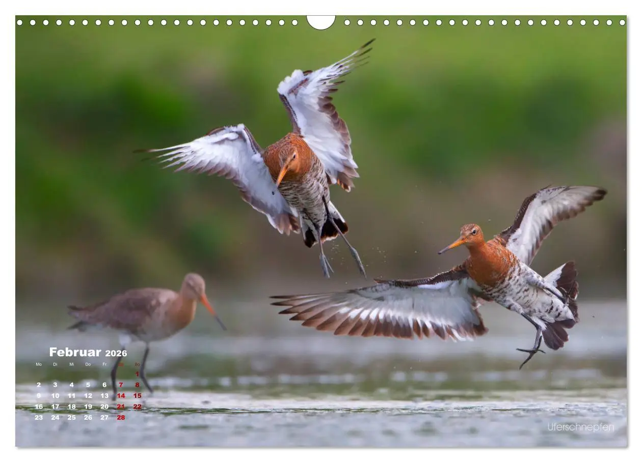 Bild: 9783457864234 | Wattvögel an der Friesischen IJsselmeerküste (Wandkalender 2026 DIN...