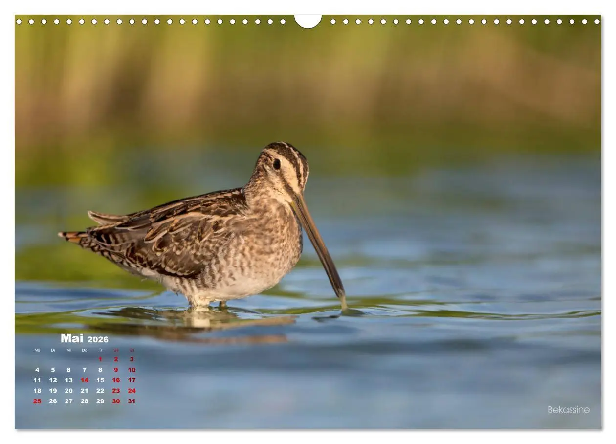 Bild: 9783457864234 | Wattvögel an der Friesischen IJsselmeerküste (Wandkalender 2026 DIN...