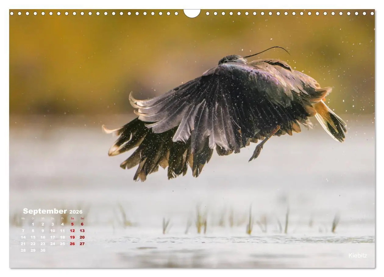 Bild: 9783457864234 | Wattvögel an der Friesischen IJsselmeerküste (Wandkalender 2026 DIN...