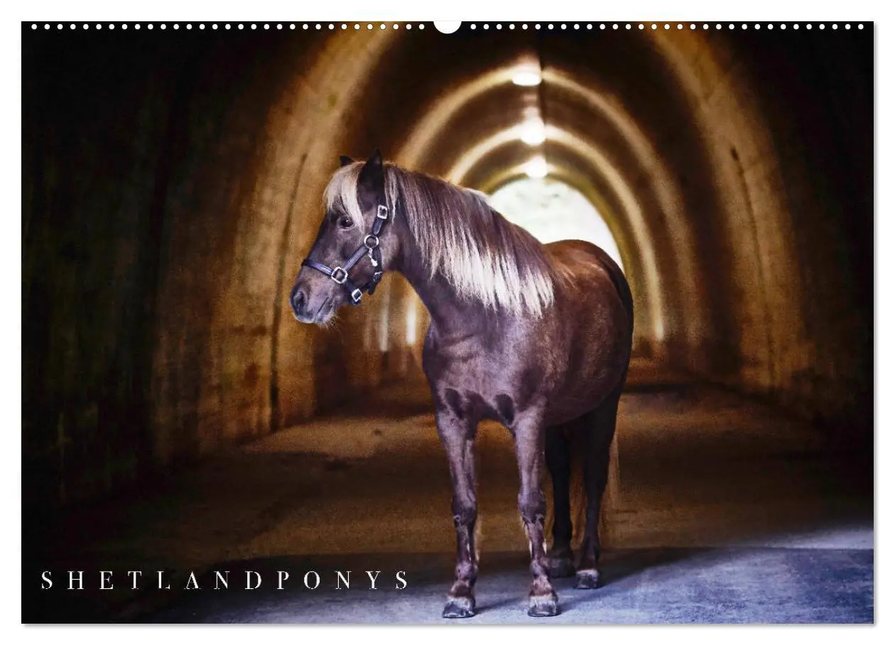 Cover: 9783457924334 | Shetlandpony Kalender (Wandkalender 2026 DIN A2 quer), CALVENDO...
