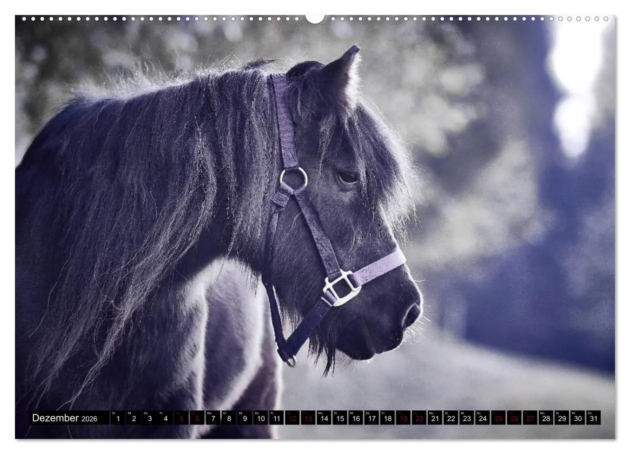 Bild: 9783457924334 | Shetlandpony Kalender (Wandkalender 2026 DIN A2 quer), CALVENDO...