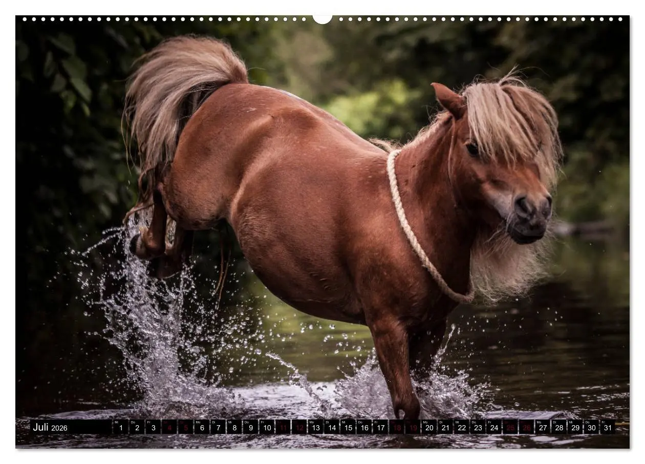Bild: 9783457924334 | Shetlandpony Kalender (Wandkalender 2026 DIN A2 quer), CALVENDO...
