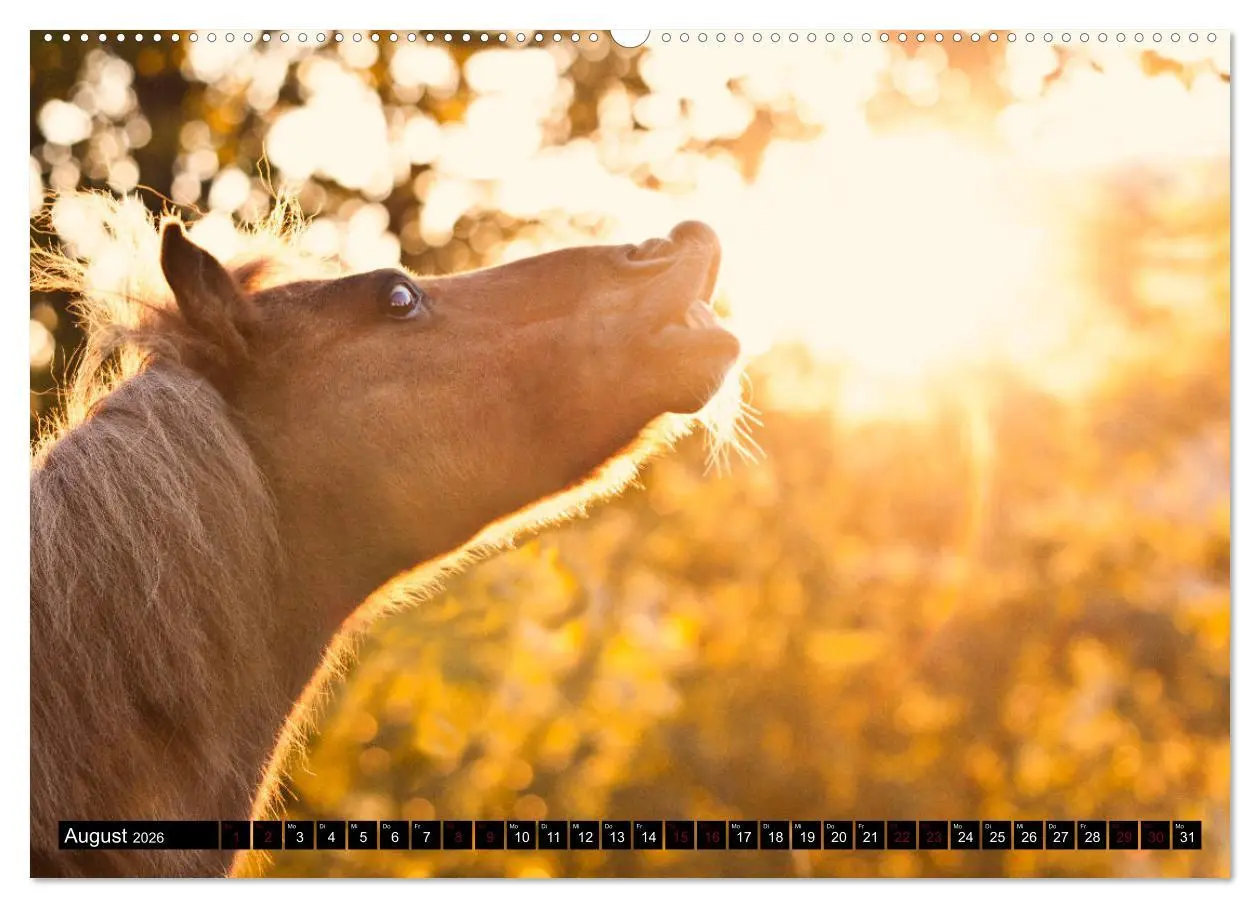 Bild: 9783457924334 | Shetlandpony Kalender (Wandkalender 2026 DIN A2 quer), CALVENDO...