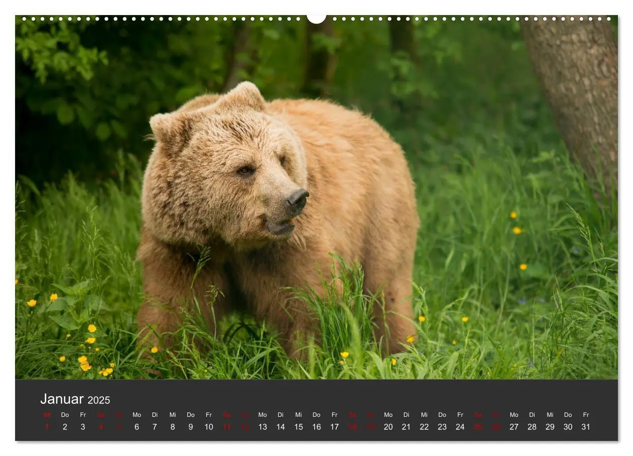Bild: 9783435444434 | Die grossen Bärentatzen (Wandkalender 2025 DIN A2 quer), CALVENDO...