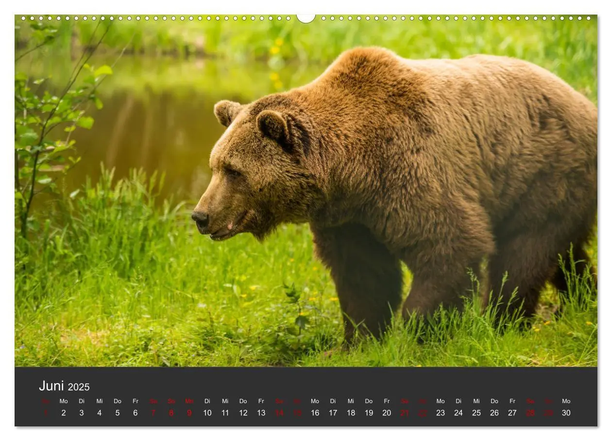Bild: 9783435444434 | Die grossen Bärentatzen (Wandkalender 2025 DIN A2 quer), CALVENDO...