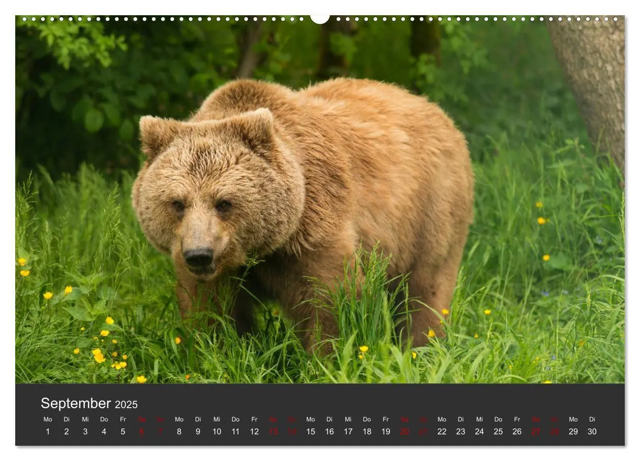 Bild: 9783435444434 | Die grossen Bärentatzen (Wandkalender 2025 DIN A2 quer), CALVENDO...