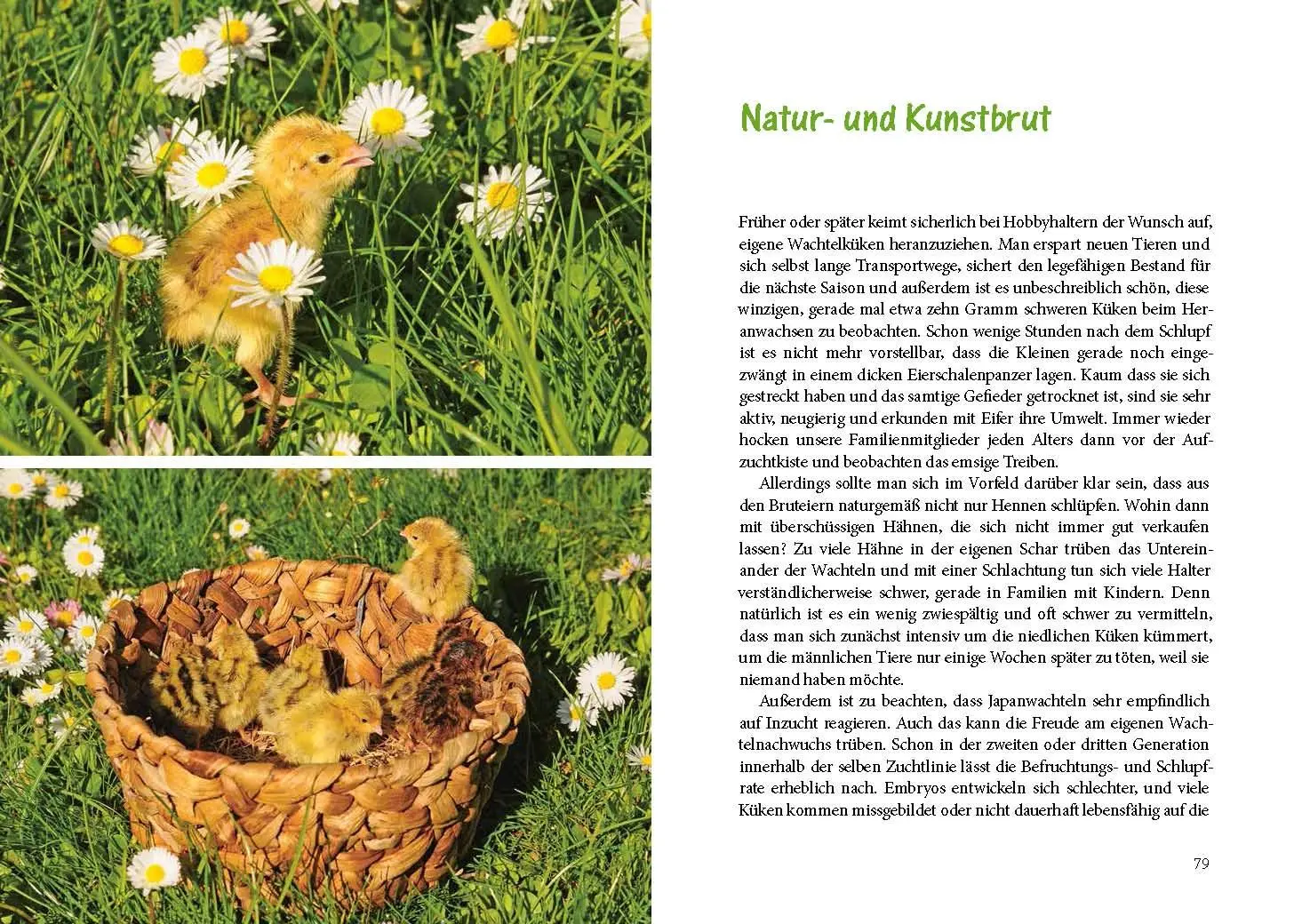 Bild: 9783895664434 | Wachteln im Garten | Artgerechte Haltung Japanischer Legewachteln