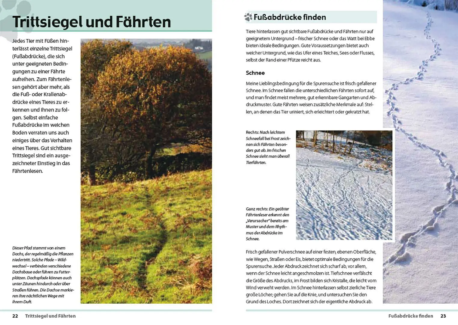 Bild: 9783258084534 | Fährten lesen und Spuren suchen | Das Handbuch | Nick Baker | Buch