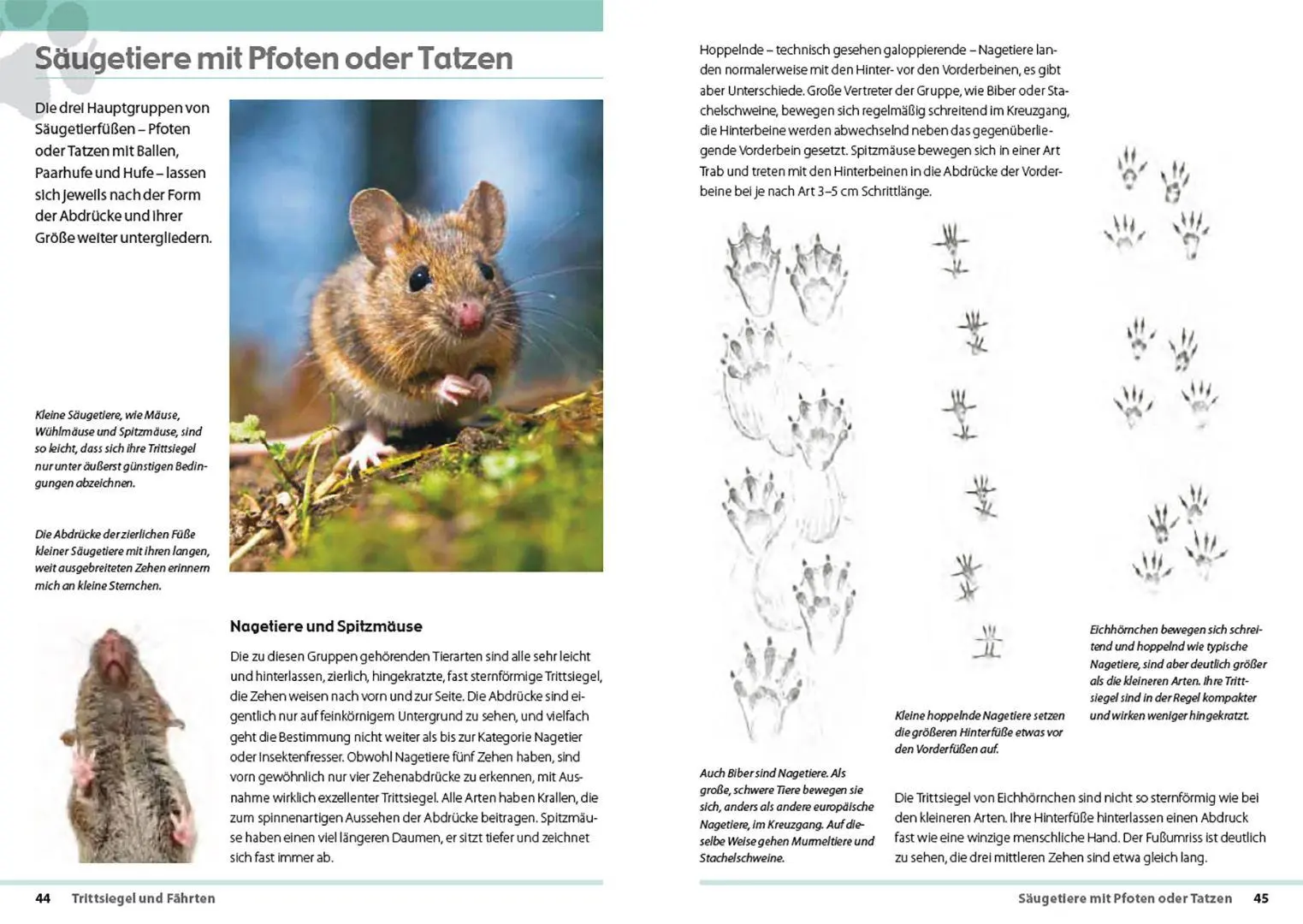 Bild: 9783258084534 | Fährten lesen und Spuren suchen | Das Handbuch | Nick Baker | Buch