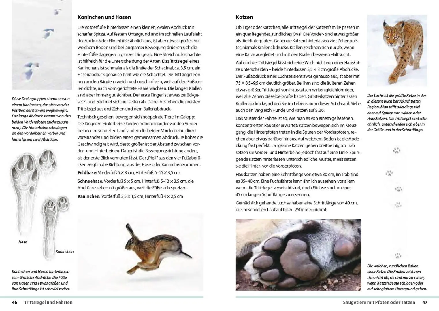 Bild: 9783258084534 | Fährten lesen und Spuren suchen | Das Handbuch | Nick Baker | Buch