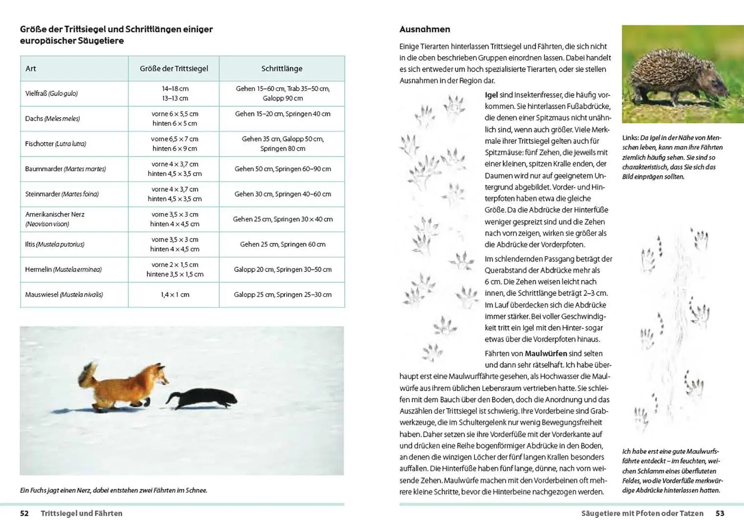 Bild: 9783258084534 | Fährten lesen und Spuren suchen | Das Handbuch | Nick Baker | Buch