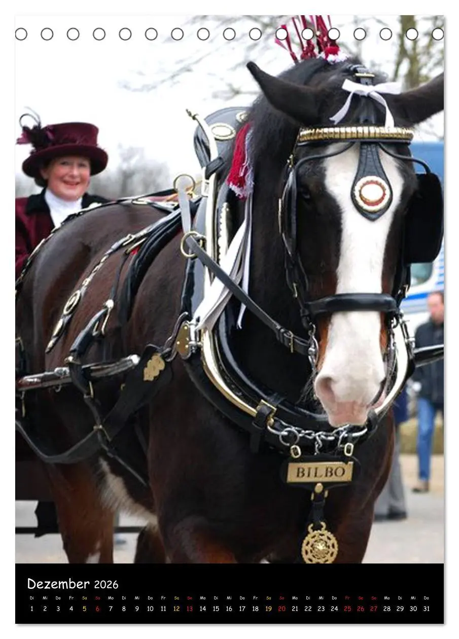 Bild: 9783516474534 | Shire Horse - Geschmückte Riesen (Tischkalender 2026 DIN A5 hoch),...
